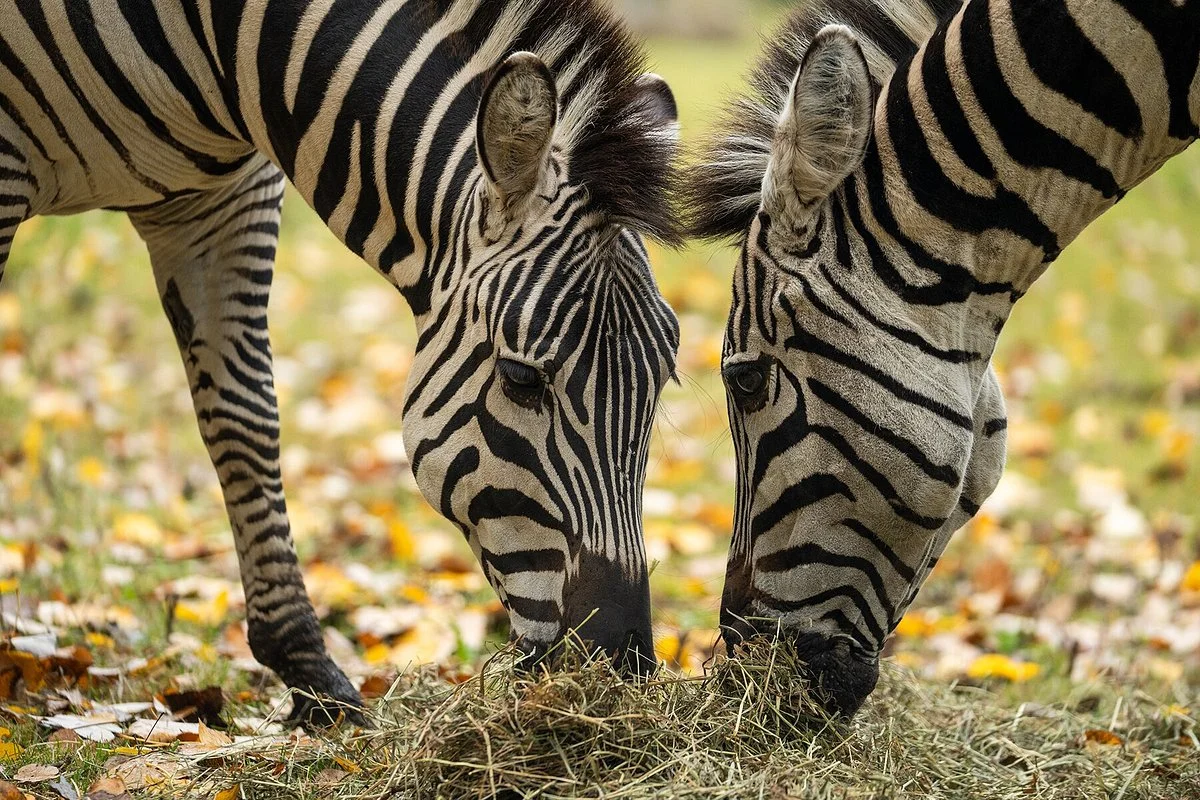 Saskatoon Forestry Farm Park & Zoo