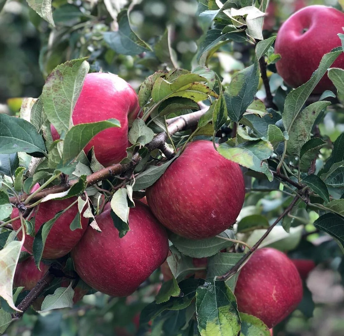 Applewood Farm