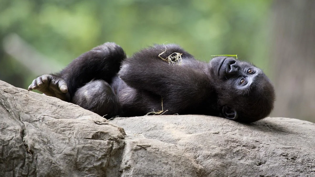Zoo Atlanta
