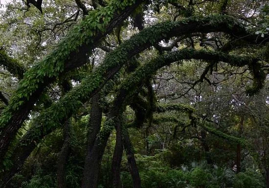 Greynolds Park