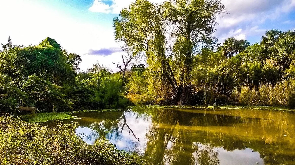 Sabal Palm Sanctuary