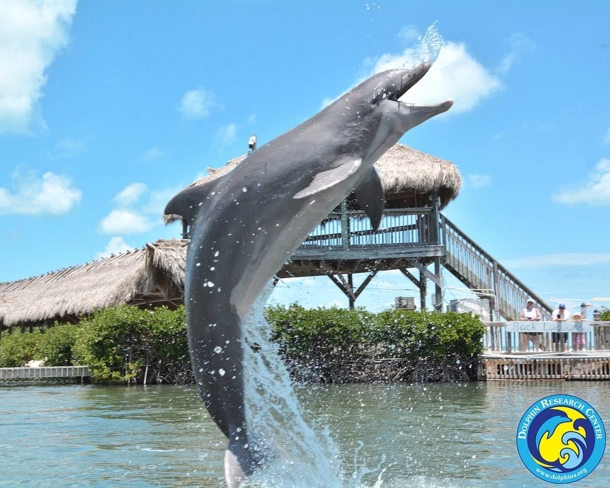 Dolphin Research Center