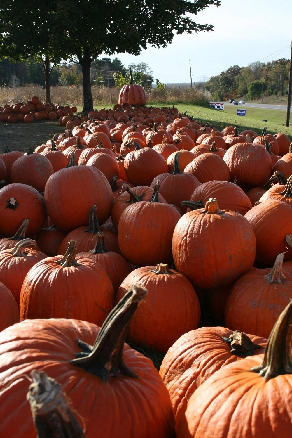 Gene the Pumpkin Man
