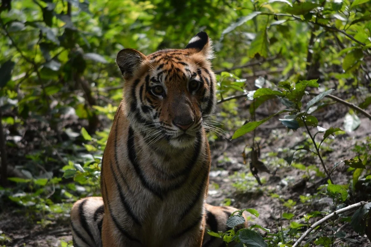 Allen Forest Zoo
