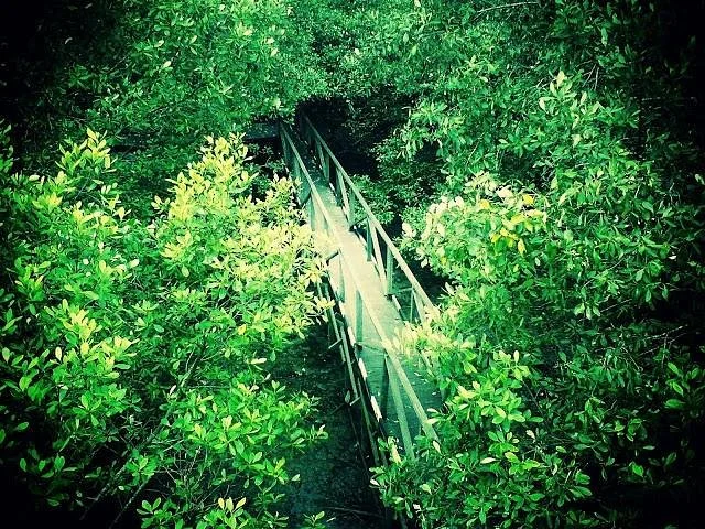 Margomulyo Mangrove Forest