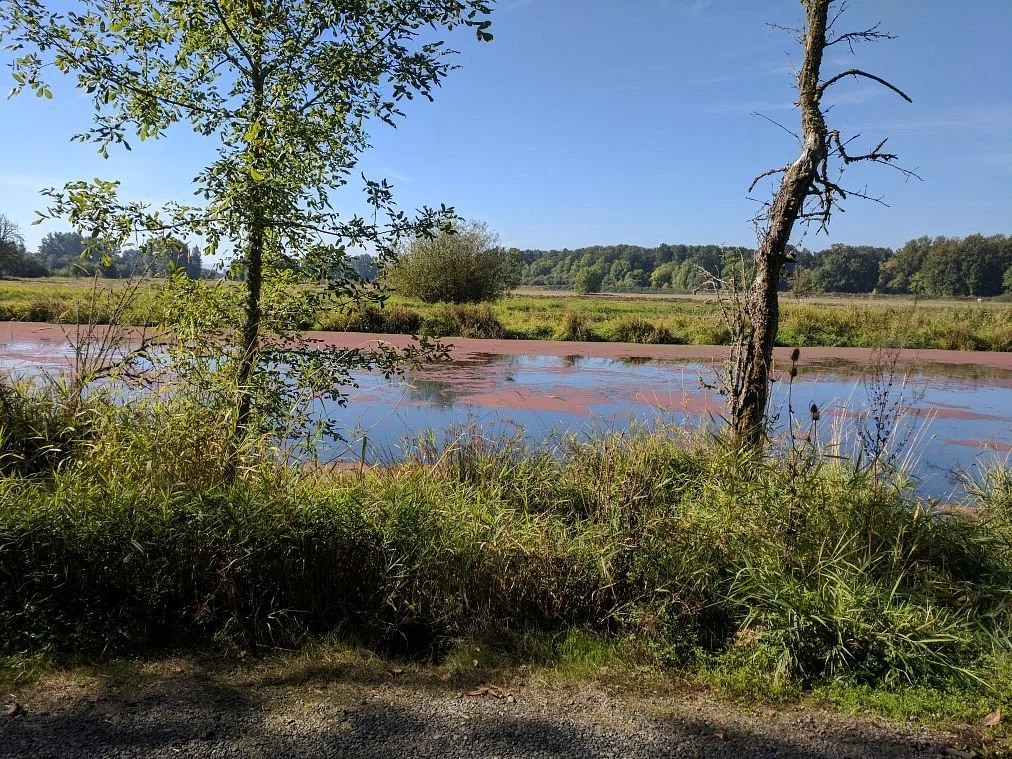 Ridgefield National Wildlife Refuge
