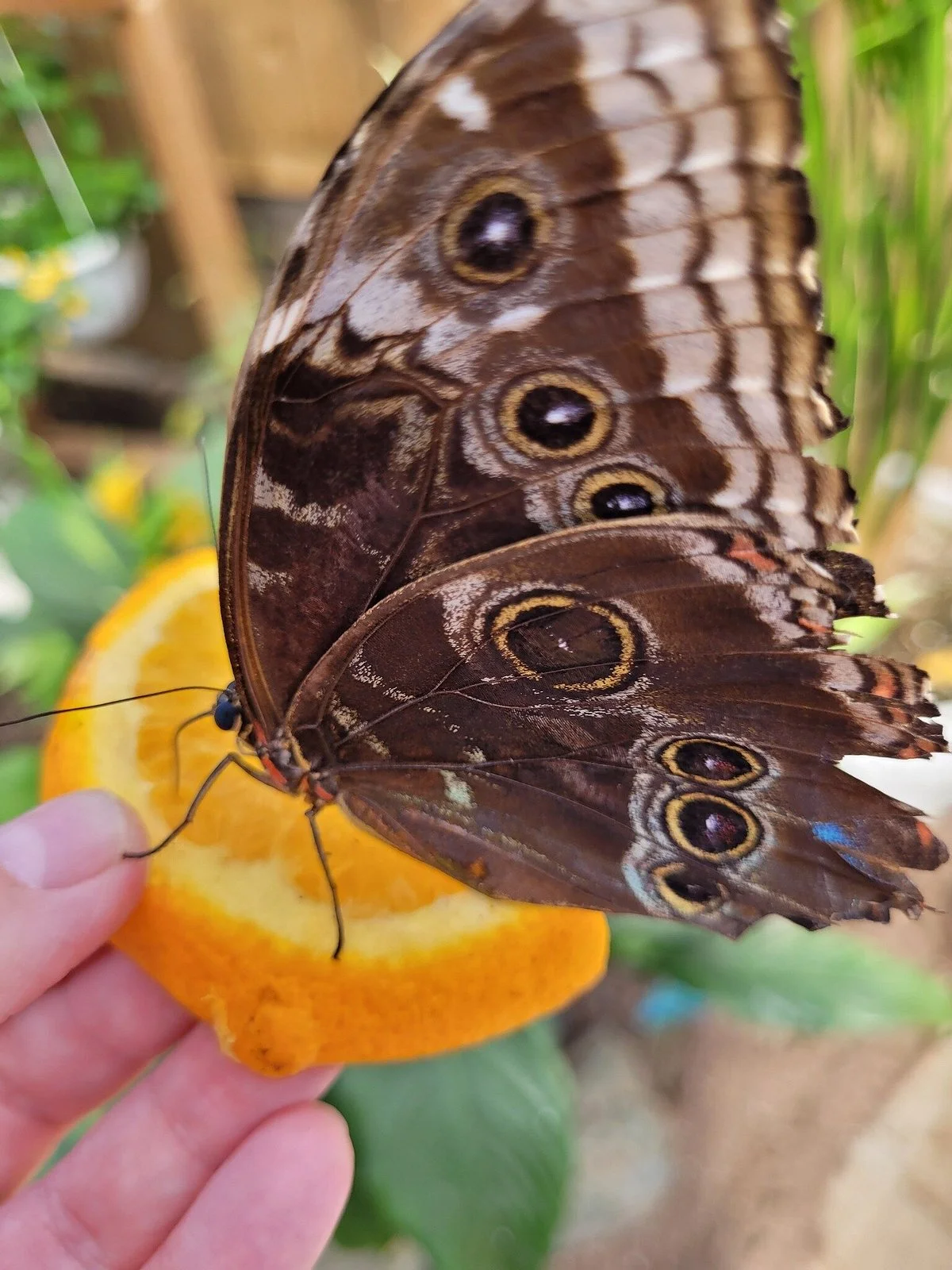 Butterfly World and the Boardwalk