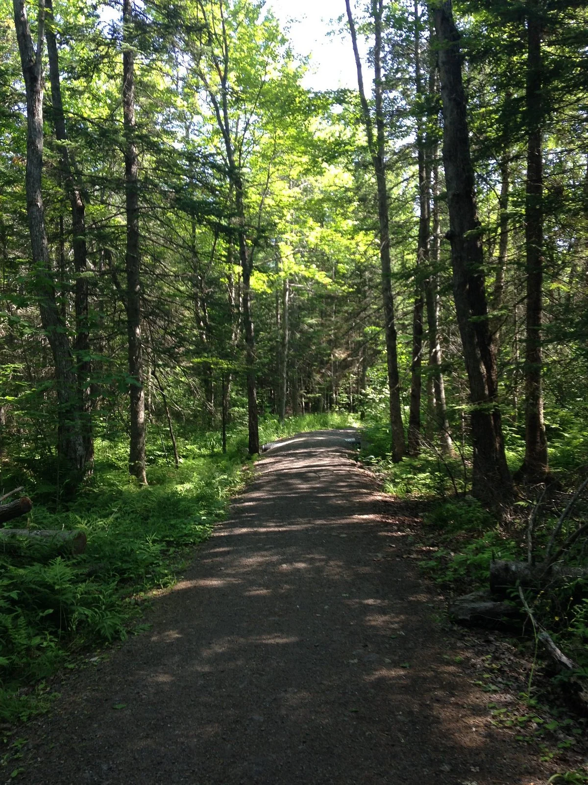 Bangor City Forest