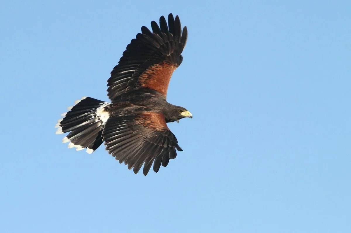 Avian Reconditioning Center