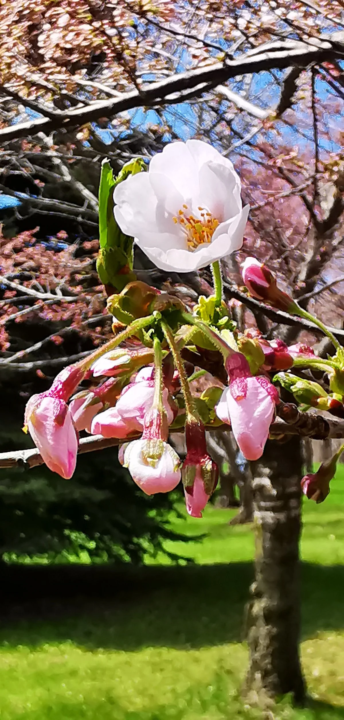 Joyce Archdekin Park