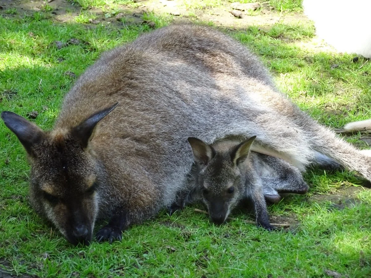 Outback Kangaroo Farm