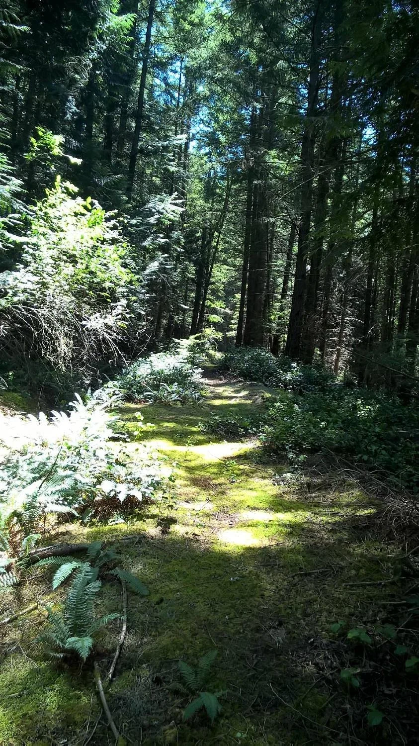 Cypress Island