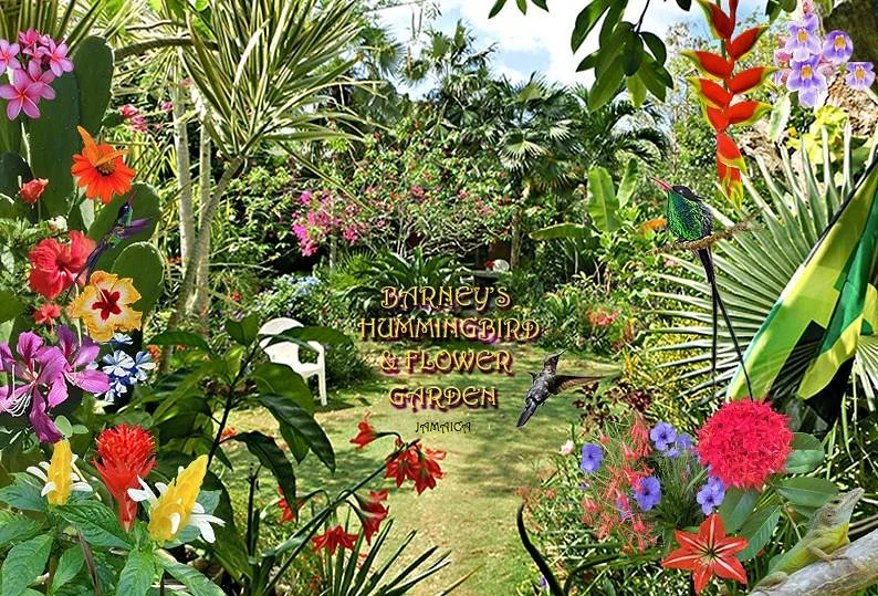 Barney's Flower & Hummingbird Garden Jamaica