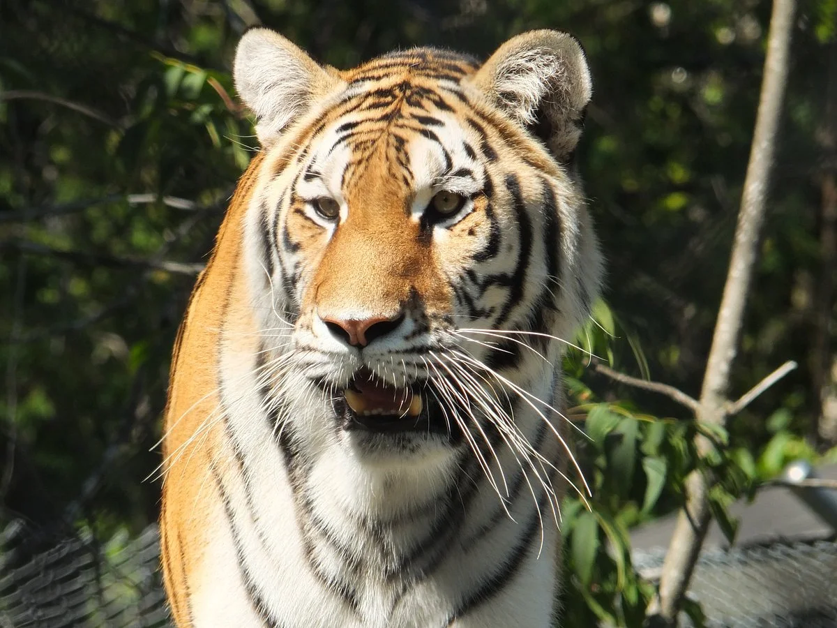 Miller Zoo