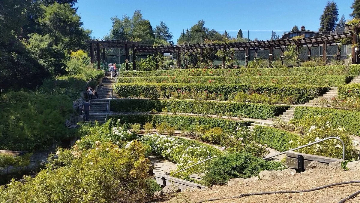 Berkeley Municipal Rose Garden