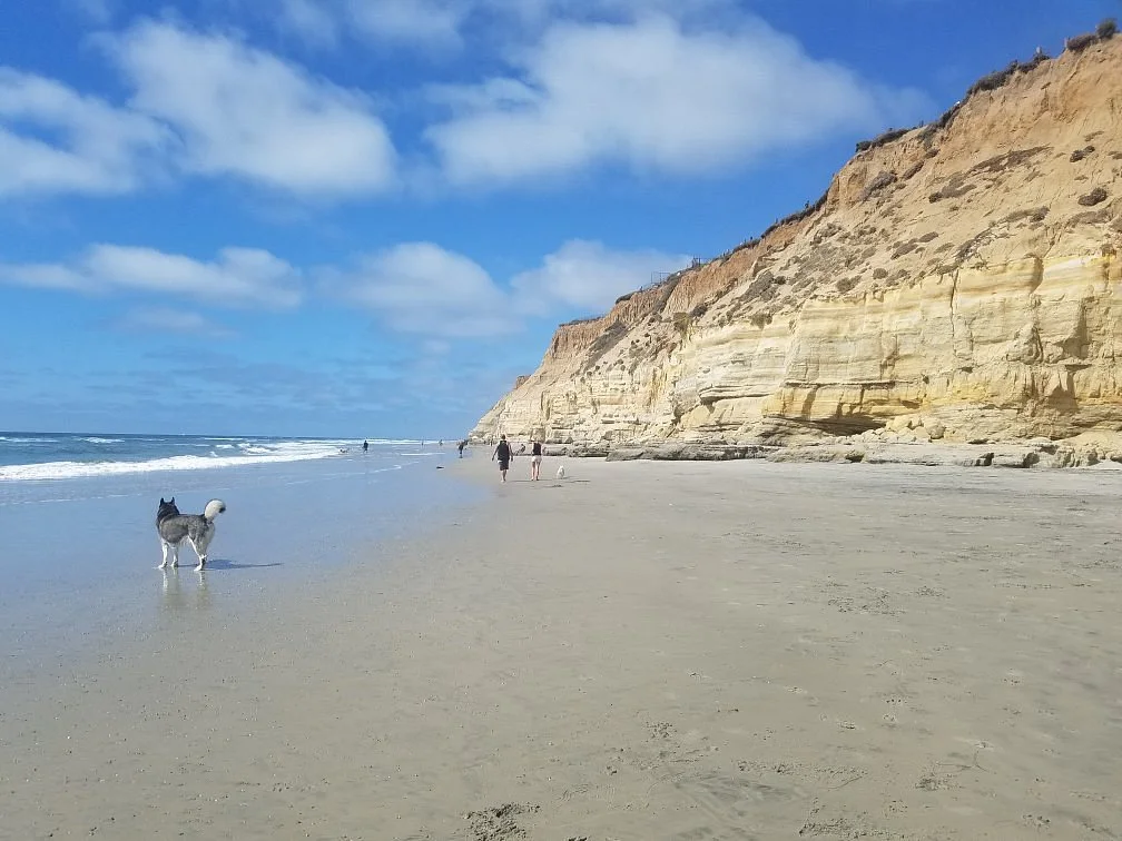 Del Mar Dog Beach