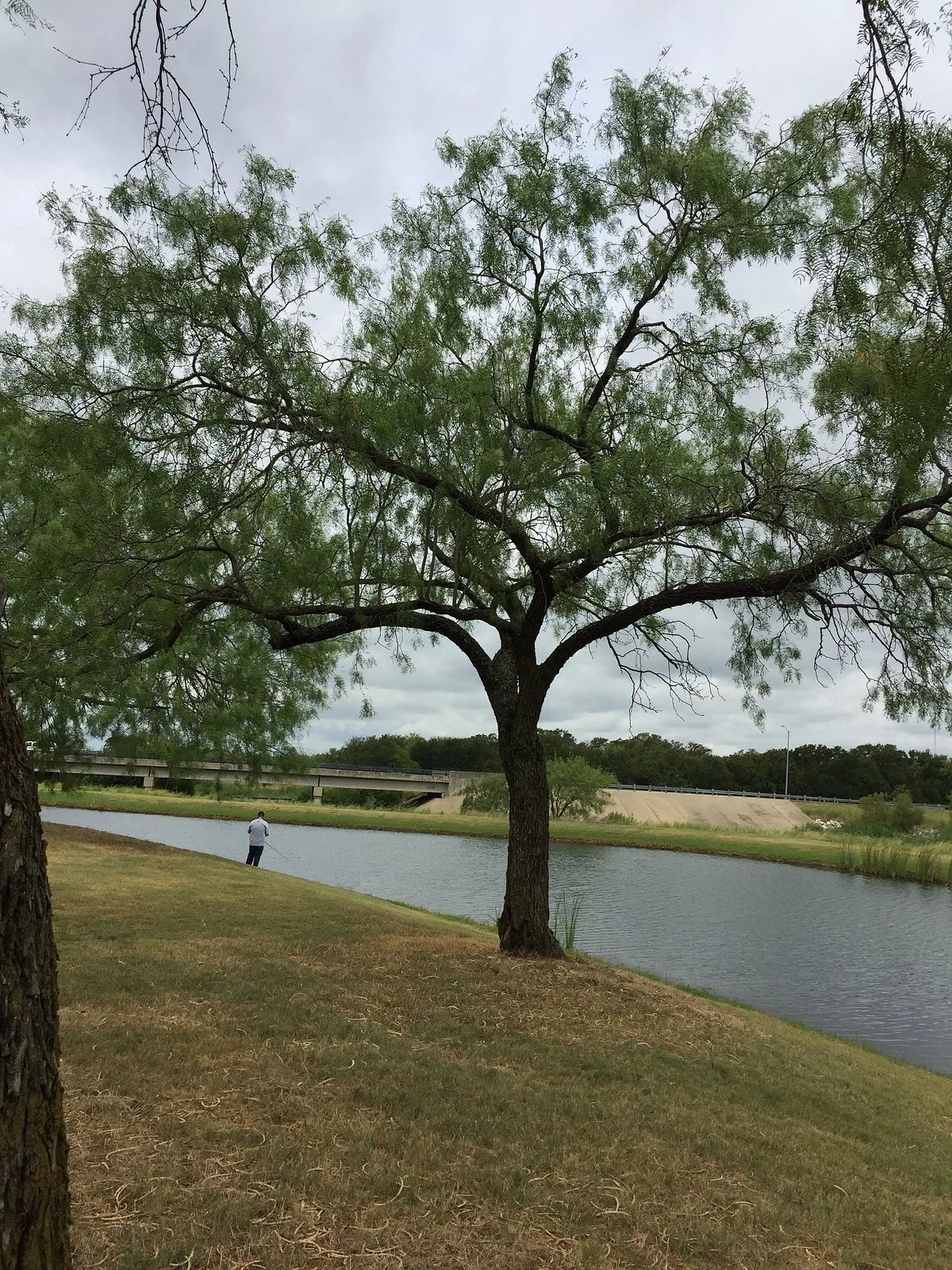Nob Hill Greenbelt