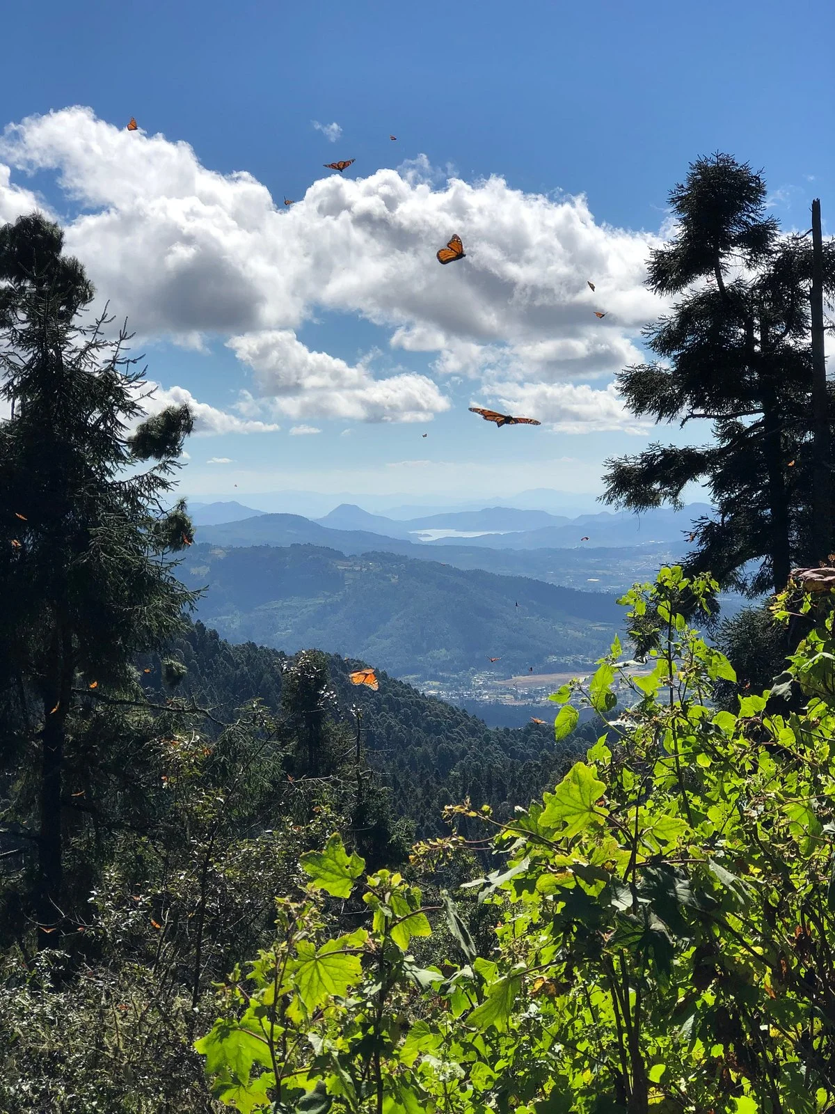 Monarch Butterfly Biosphere Reserve