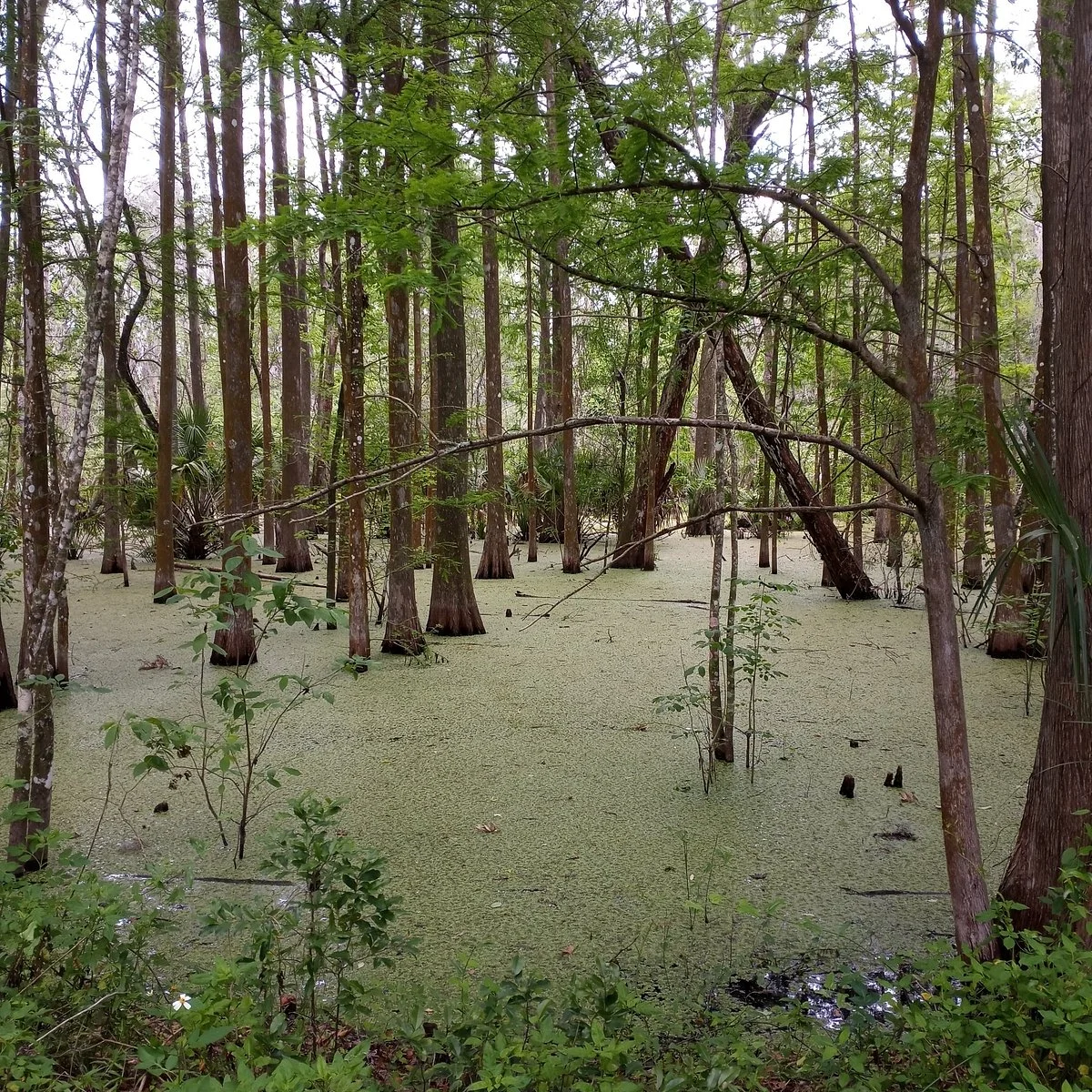 Santos - Belleview Trail