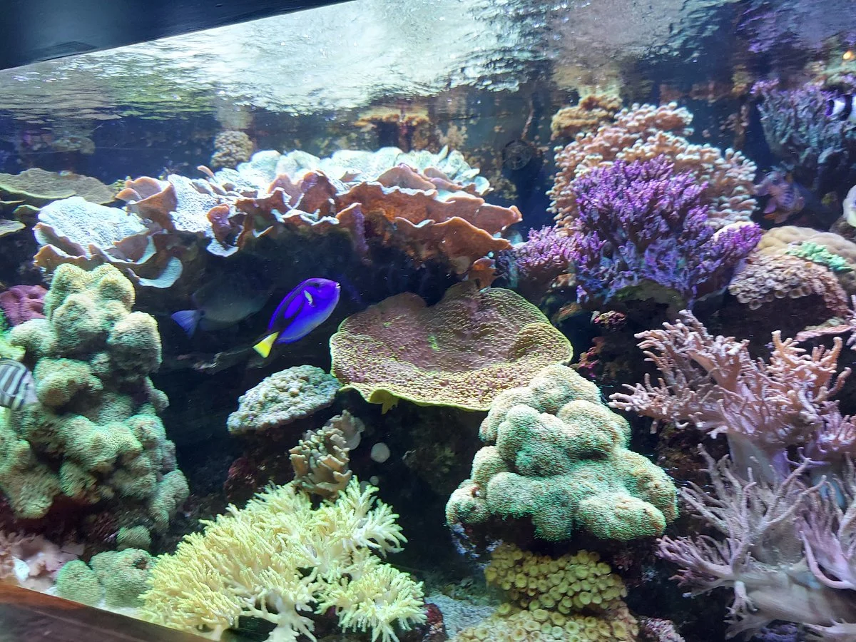 Oklahoma Aquarium