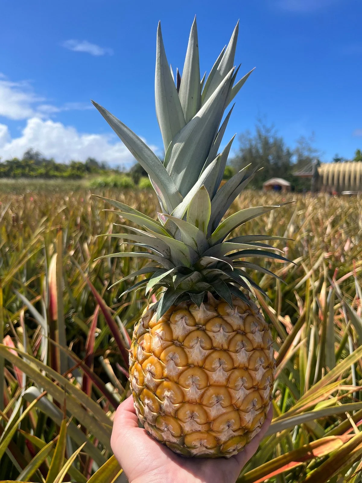 Sugarloaf Pineapple Farm