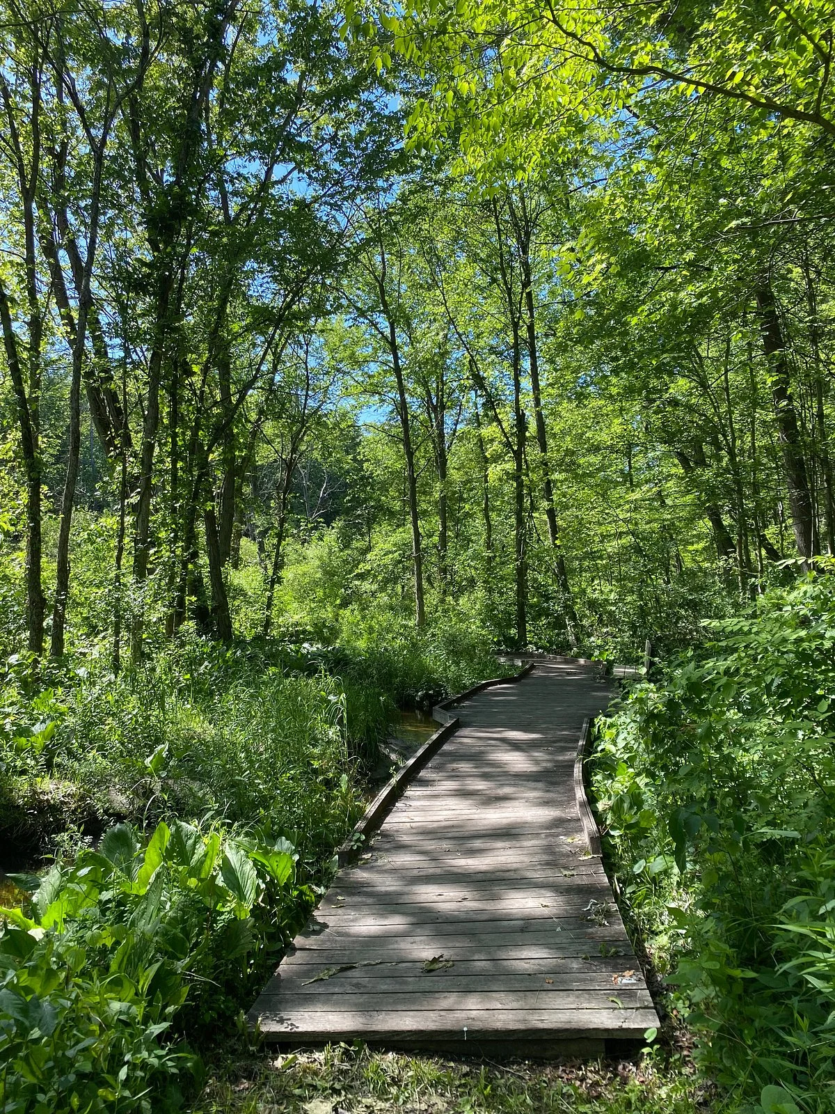 Oak Openings Preserve