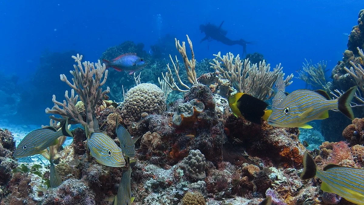 Columbia Reef