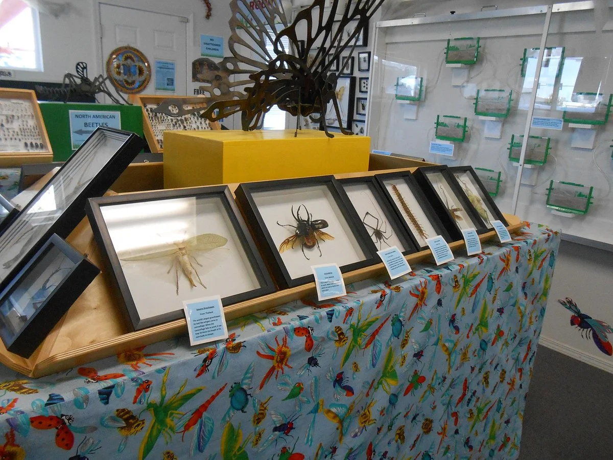 Bremerton Bug Museum