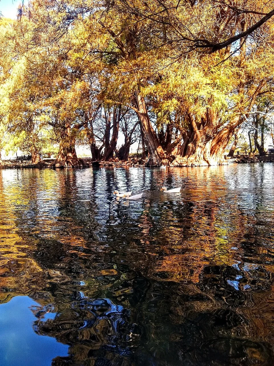 Parque Nacional Lago de Camecuaro
