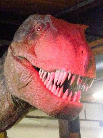 THEMUSEUM