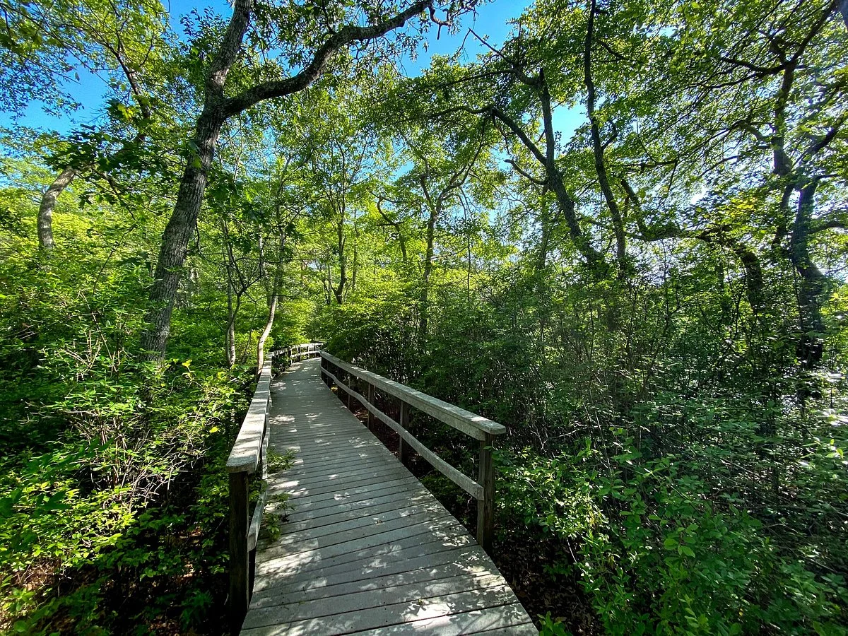 Beech Forest