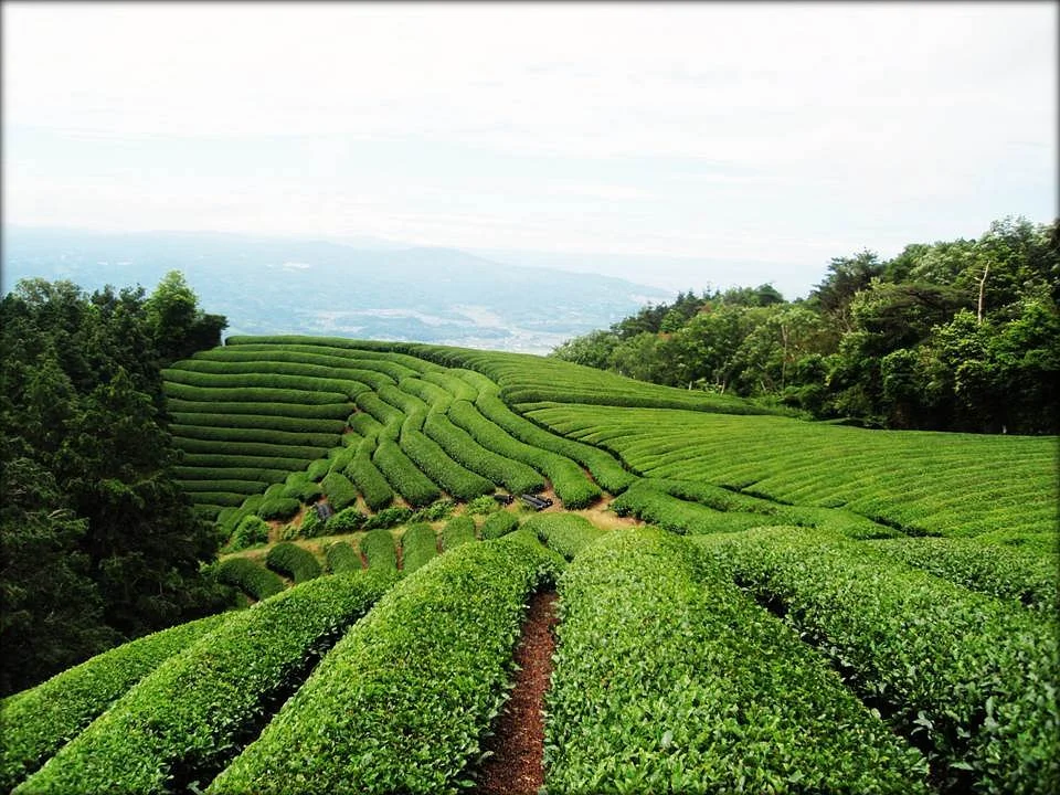 Kyoto Obubu Tea Farms