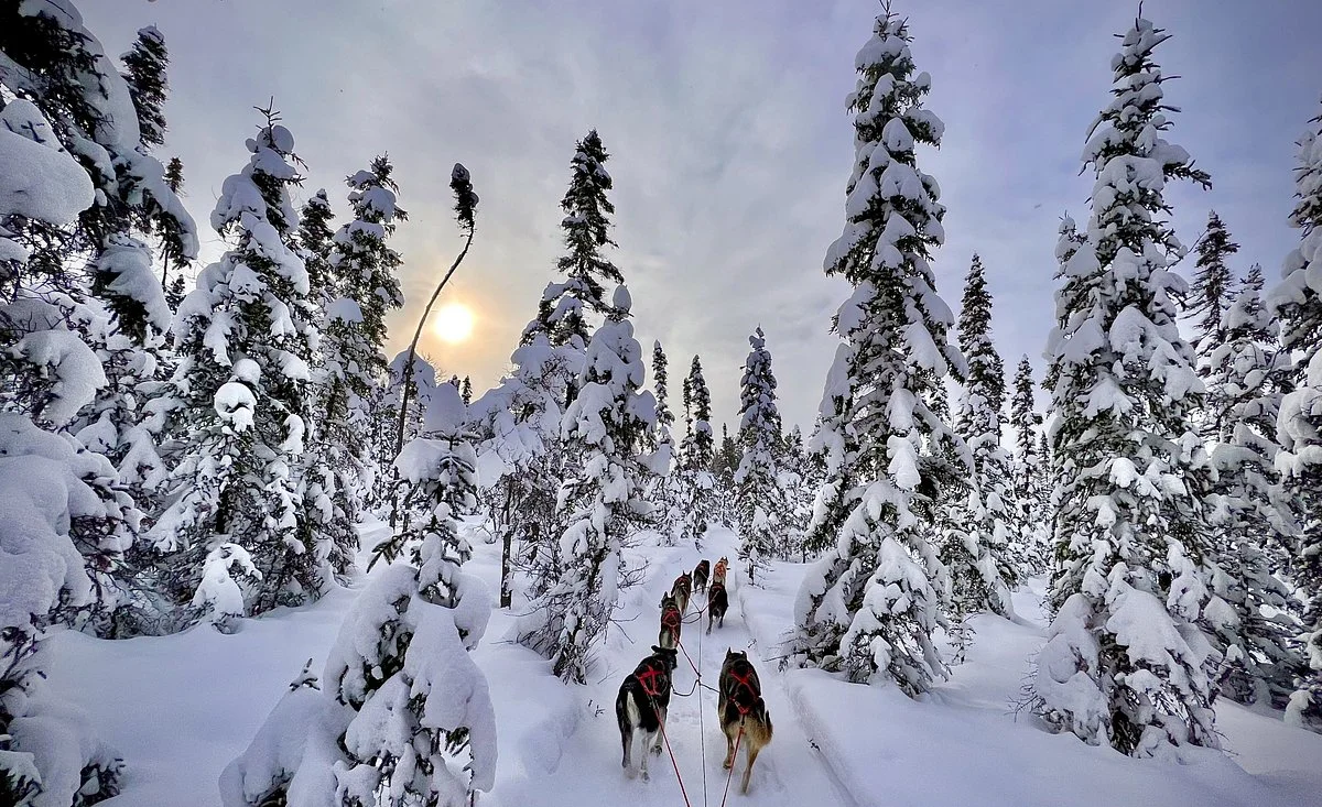 Chilly Dogs Sled Dog Trips