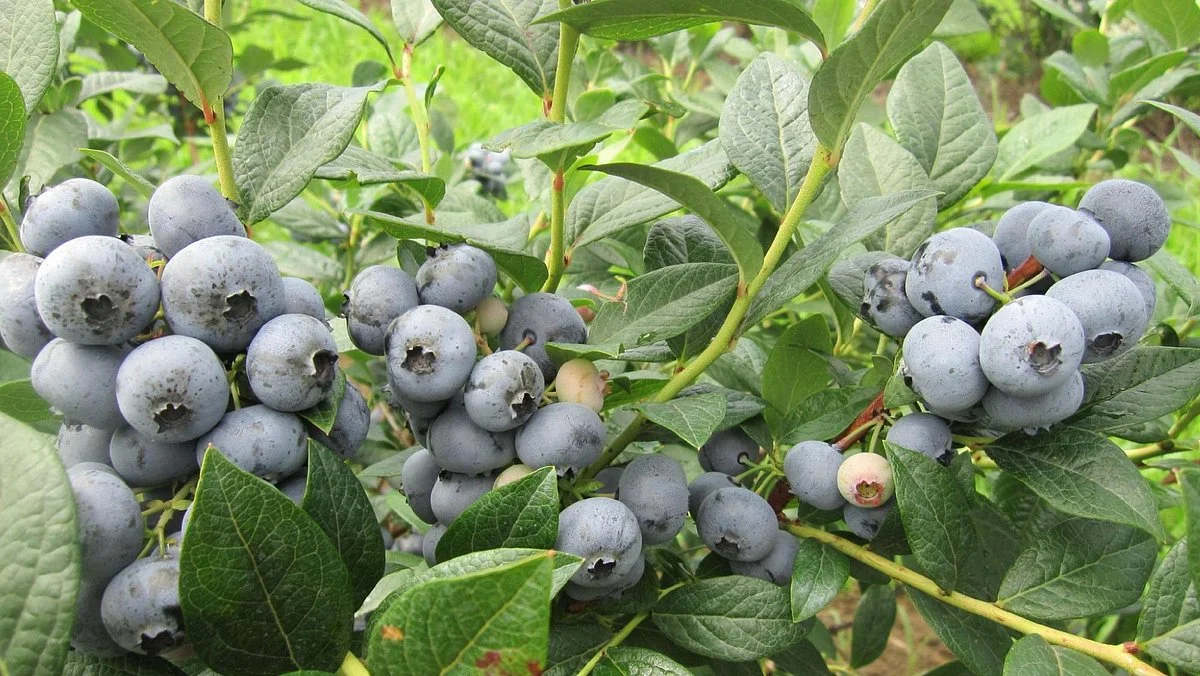 Bowerman Blueberries Farm Market