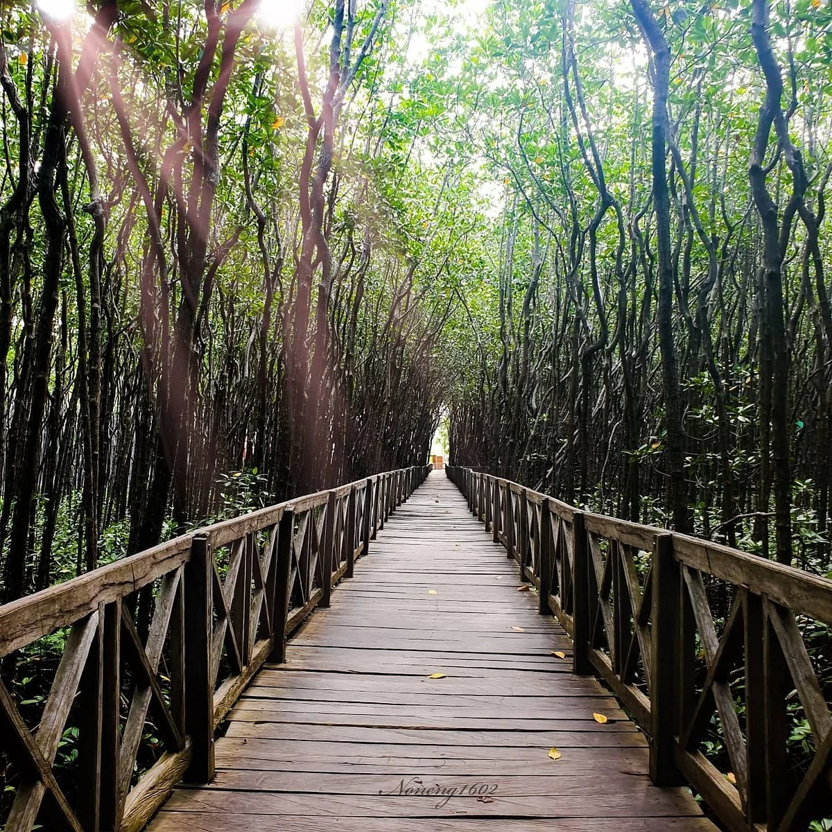 Hutan Mangrove Tongke-tongke