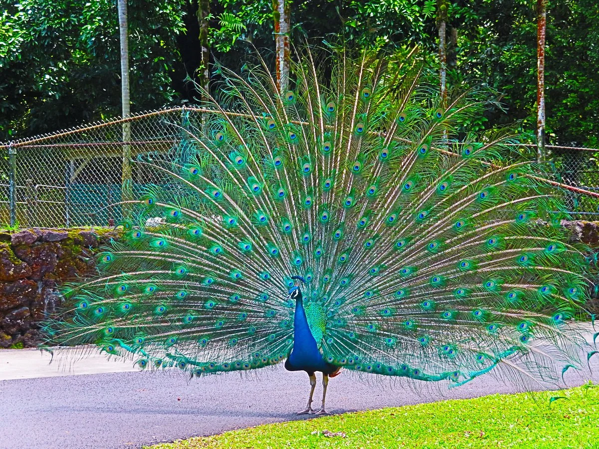 Panaewa Rainforest Zoo and Gardens