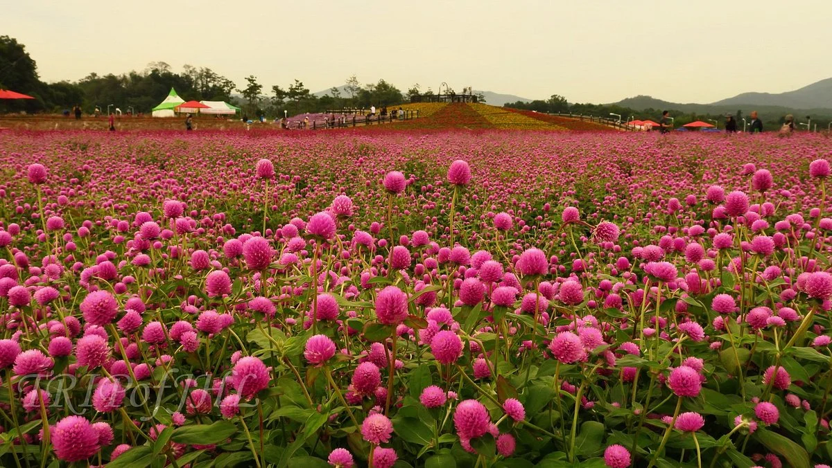 Nari Park