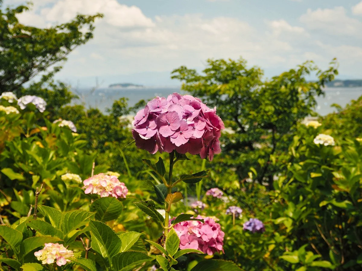 Ajisai Park