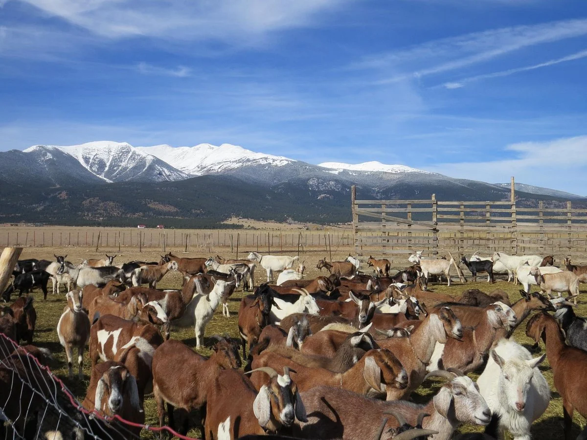 Jumpin' Good Goat Dairy