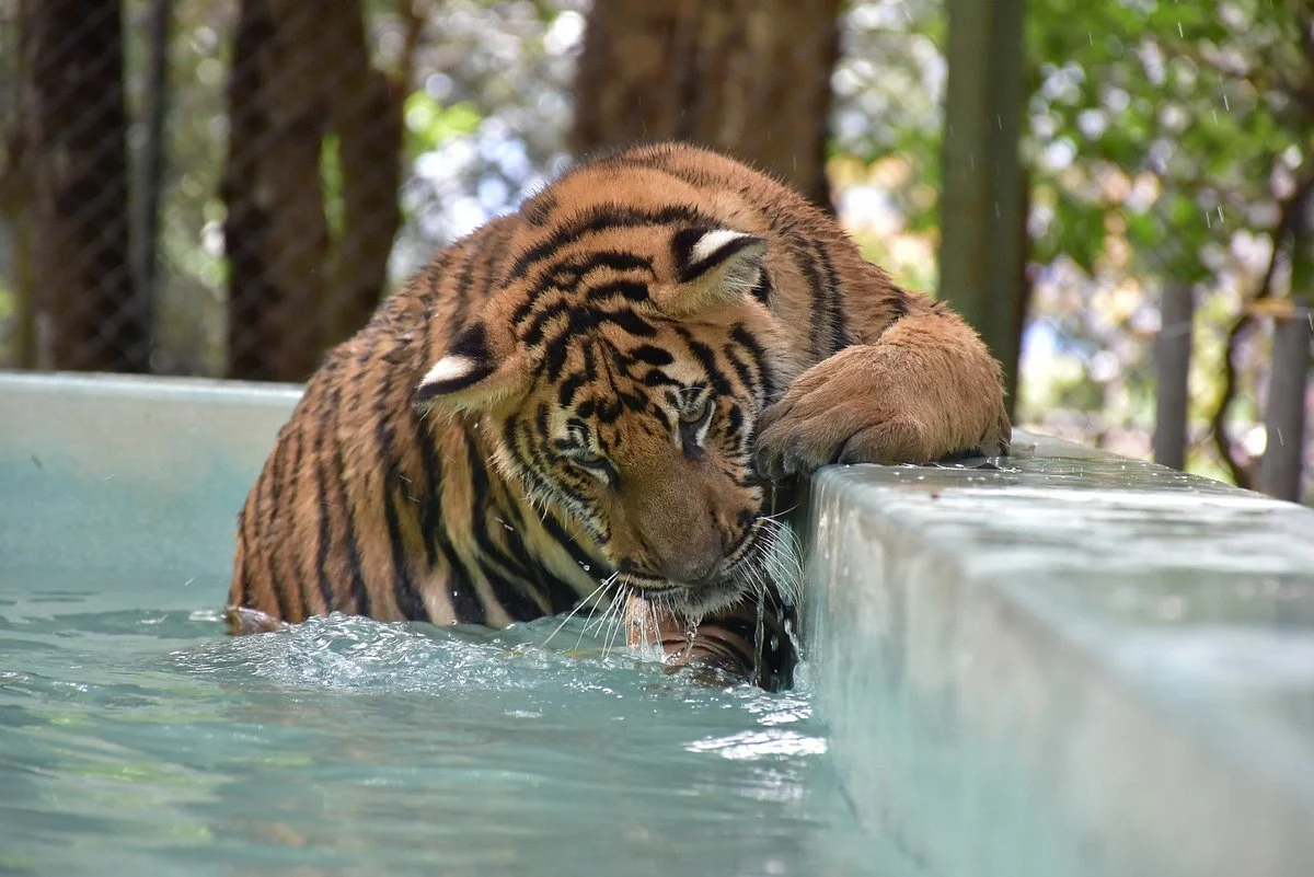 Tiger Kingdom Phuket