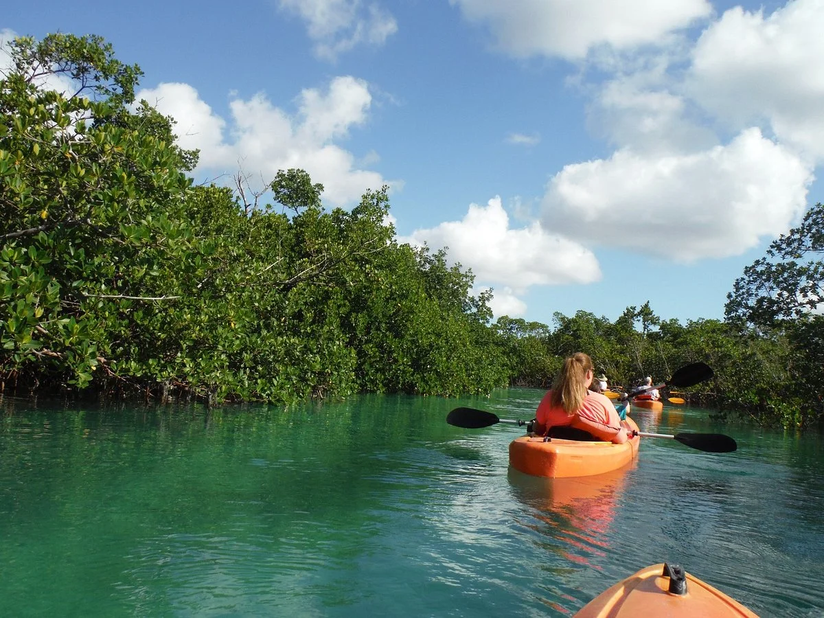 Mangrove
