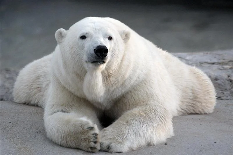 Toronto Zoo