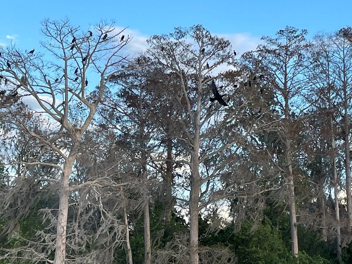 Chain of Lakes Park