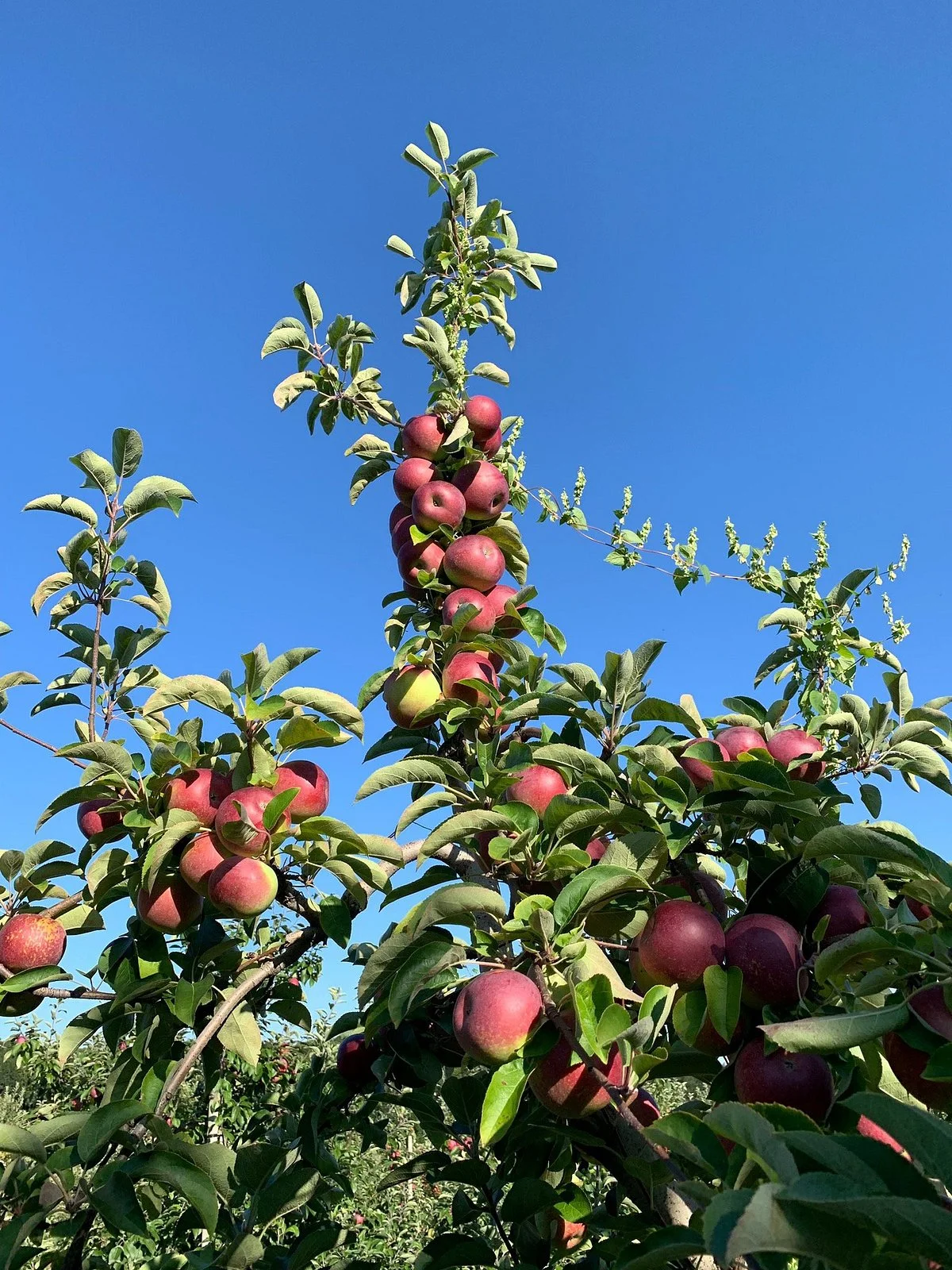 Bishop's Orchards