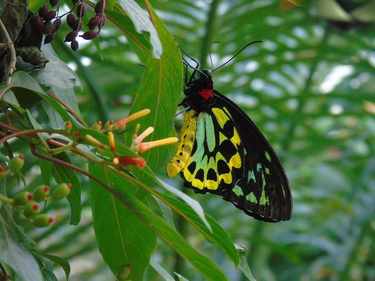 Butterfly Conservatory
