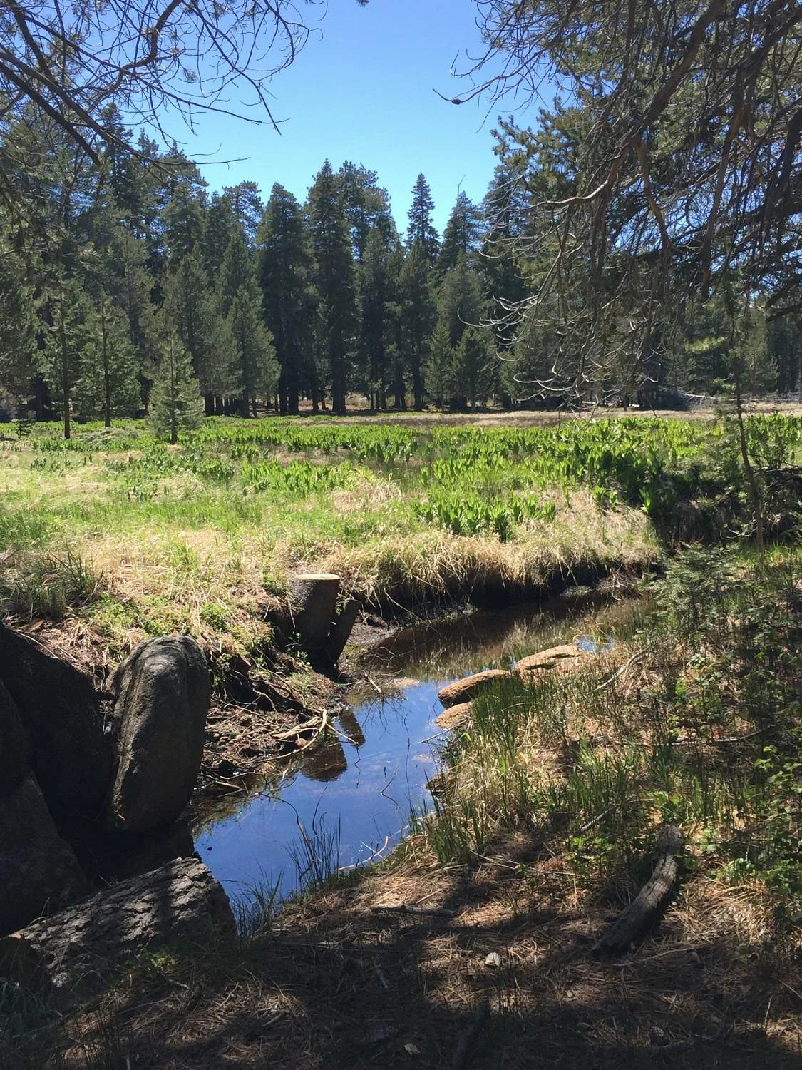 Champion Lodgepole Pine