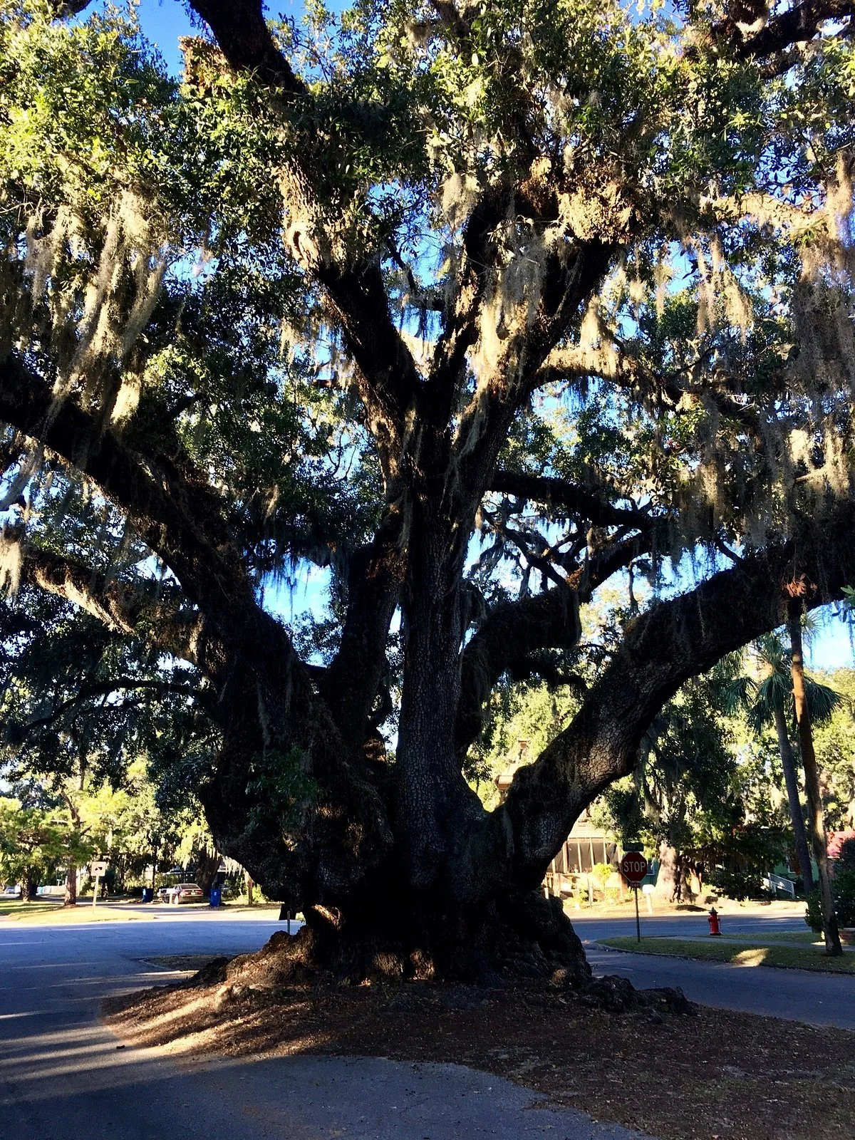 Lover's Oak
