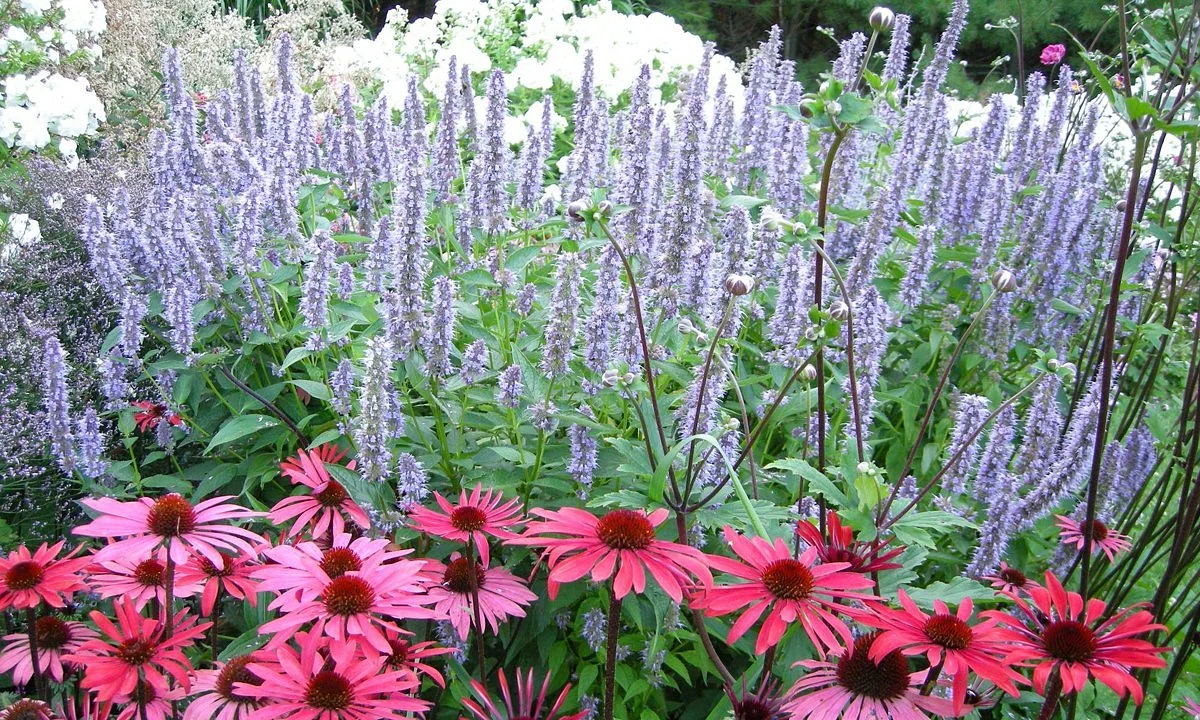 Plant Paradise Country Gardens