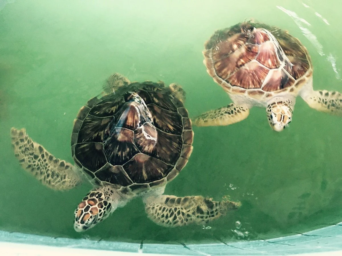Sea Turtle Conservation Centre