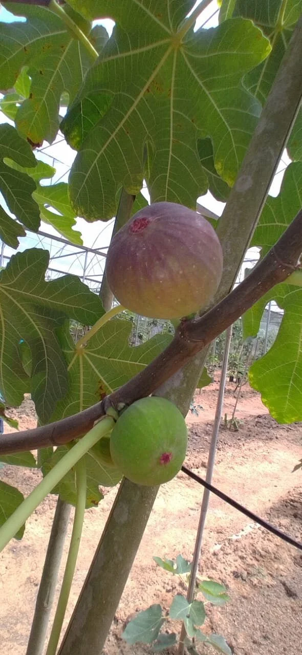 Fig Malaysia